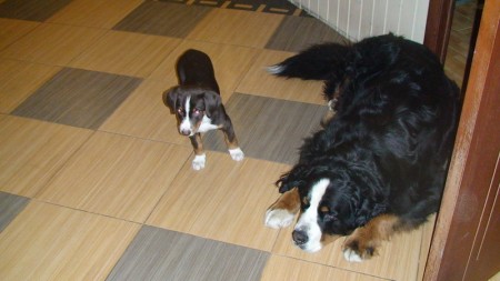 Arwen v Peterburgu.jpg